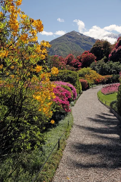 Fantastic landscape with azaleas and rhododendrons