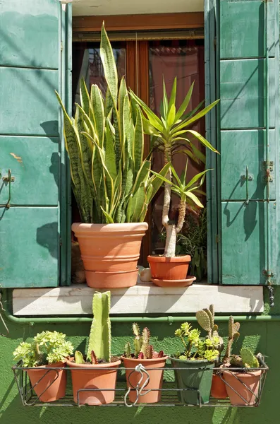 Outdoor sunny window decorated with many plants in pots, Burano,