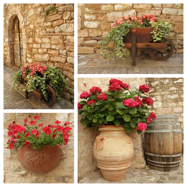 Garden pots with flowering plants