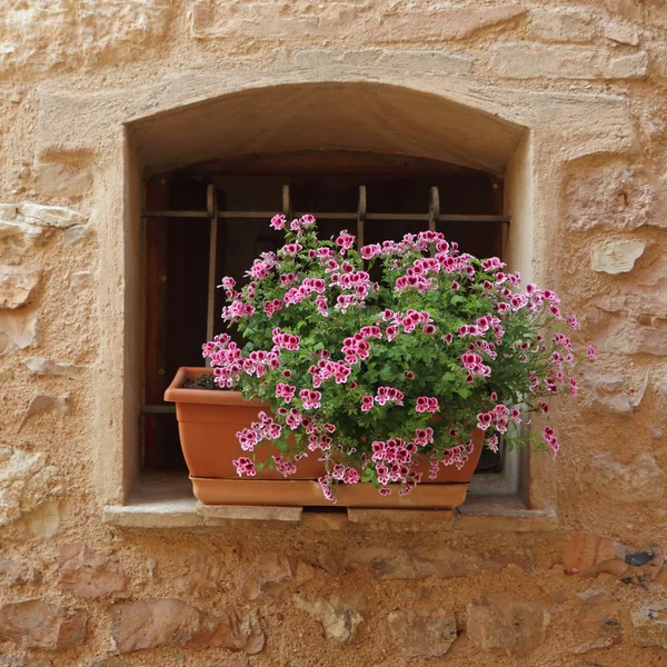 Multicolor lobelia flowers on window