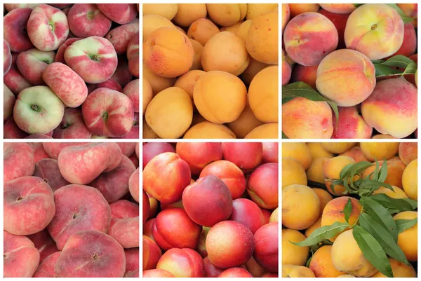 Peaches, apricots and  nectarines