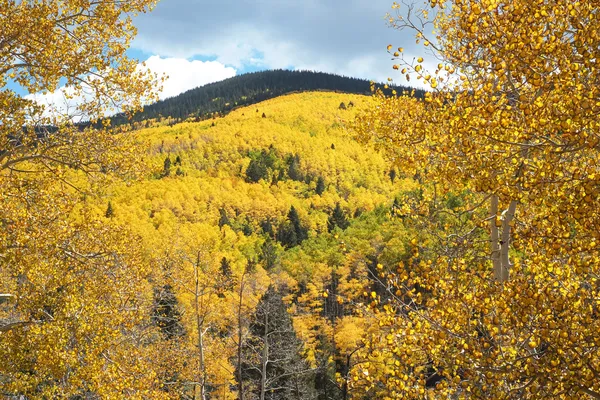 Golden Aspen Trees Grove in Autumn, Fall