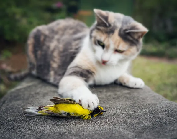 Calico Cat Holding Dead Hooded Warbler Song Bird with Its Paw