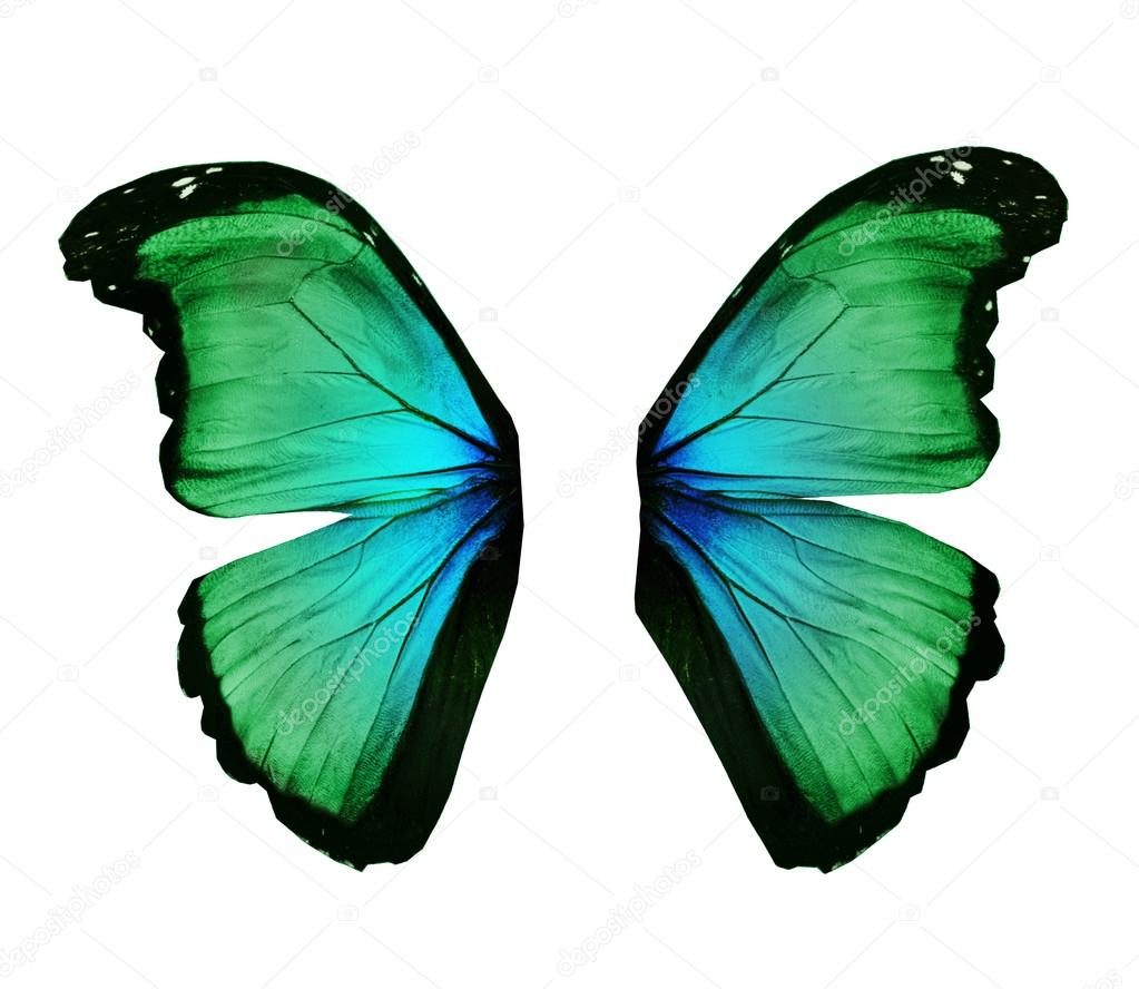 Wings of morpho green butterfly , isolated on white — Stock Photo © sun
