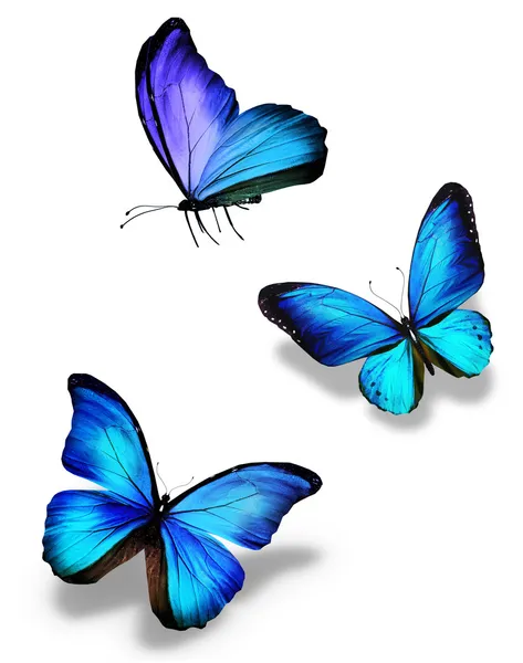Three blue butterflies, isolated on white