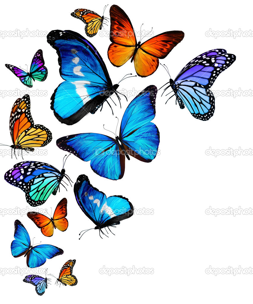 depositphotos_30323887-Many-different-butterflies-flying-isolated.jpg