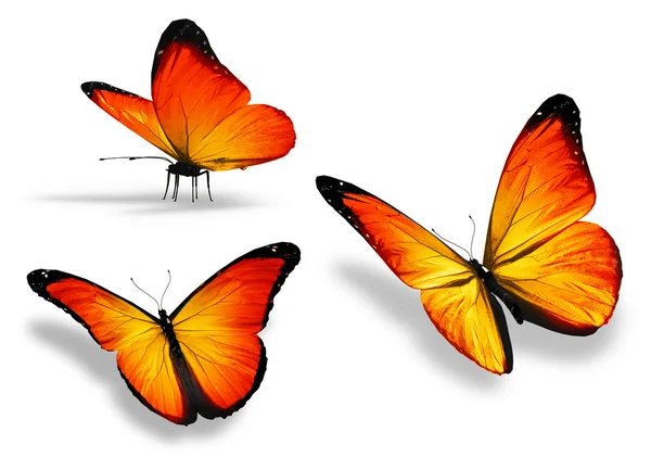 Three yellow butterfly, isolated on white background