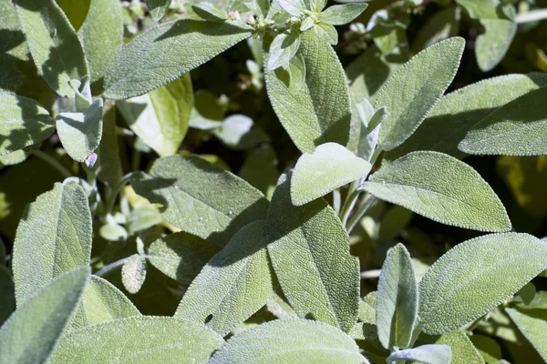 Garden Sage (Salivia officinalis)