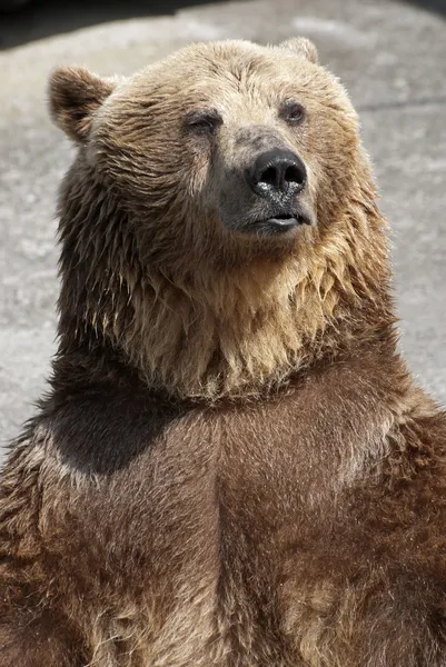 Standing brown bear