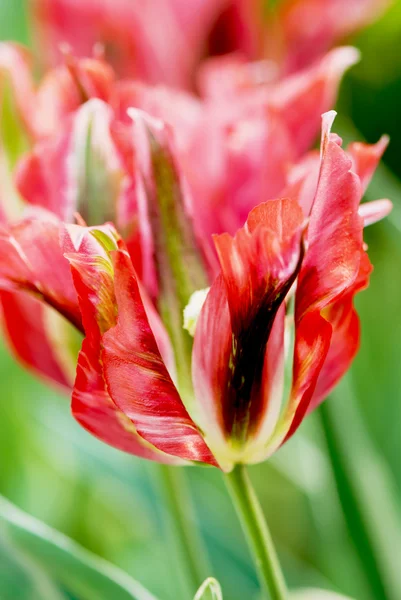 Beautiful parrot tulip