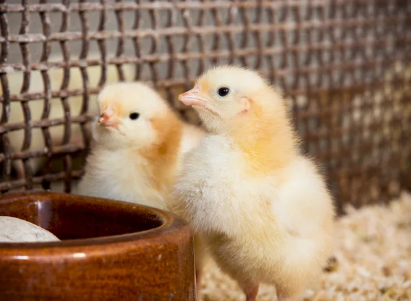 Two yellow little chicks