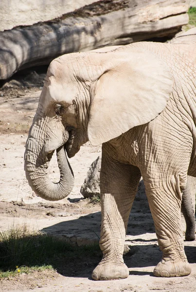 One African bush elephant (Loxodonta africana)
