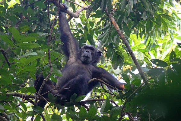 Male chimpanzee on a tree