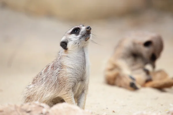 A meerkat looking around