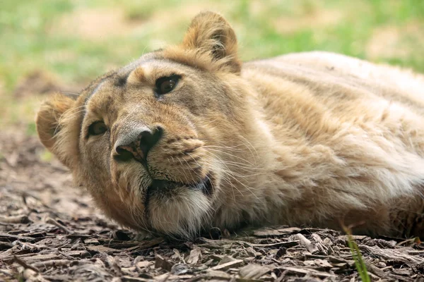 Sleeping lioness