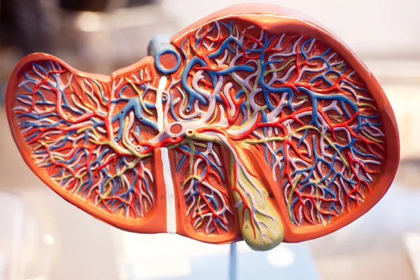 Model of human organs, the liver