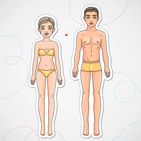 a comparison of male and female body a comparison of male and female body