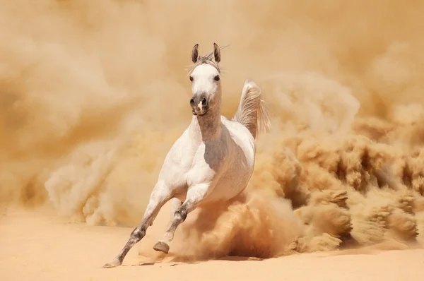 Purebred white arabian horse running in desert