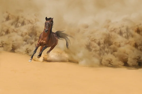 Purebred arabian horse running in desert