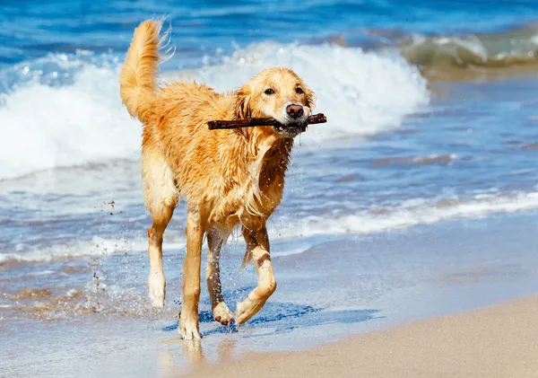 Happy Young Golden Retriever