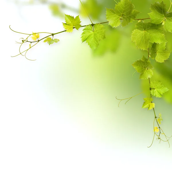 Bunch of green vine leaves