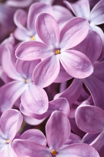 Floral background of blooming flowers purple lilac macro