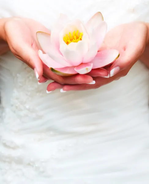 Water lily in flower in hands