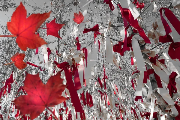 Red and white wish ribbons on trees