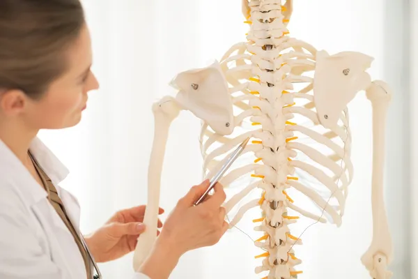Doctor pointing on spine of human skeleton