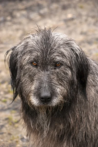 Dog head wet by rain