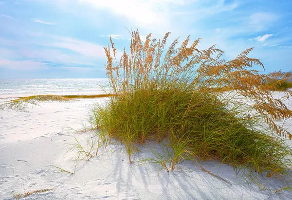 Summer landscape with Sea oats and grass dunes on a beautiful Florida beach