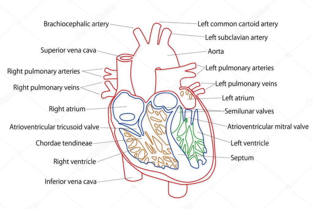 basic structure of the human heart
