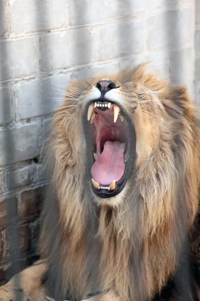 Lion with mouth open