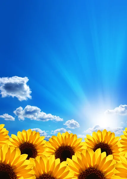 Sunflowers. Blue sky, clouds, sun and sunrays.