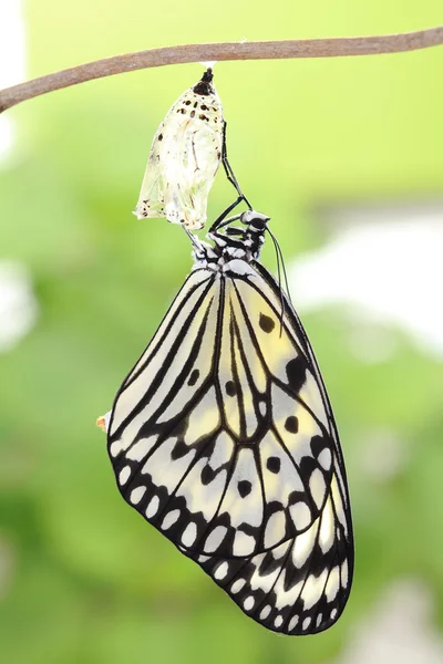 Butterfly change form chrysalis