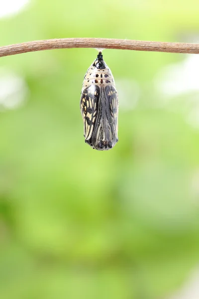 Butterfly change form chrysalis