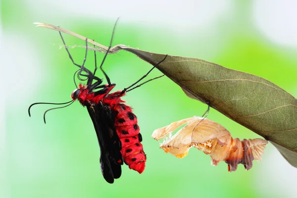 Butterfly change form chrysalis