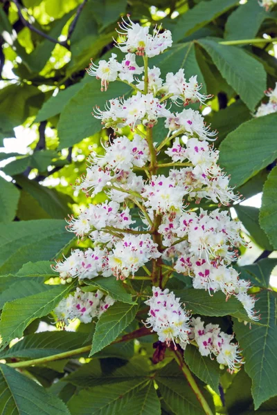 Flowering chestnut5