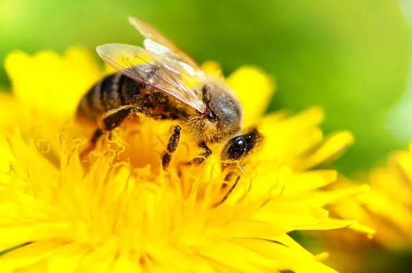 Close-up of honey bee working in a yellow summer flower, macro