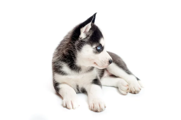 A month old siberian husky puppy or cub