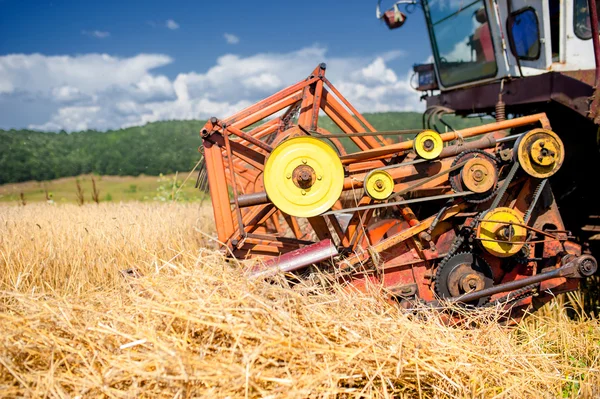 Process of harvesting with combine, gathering mature grain crops from field.