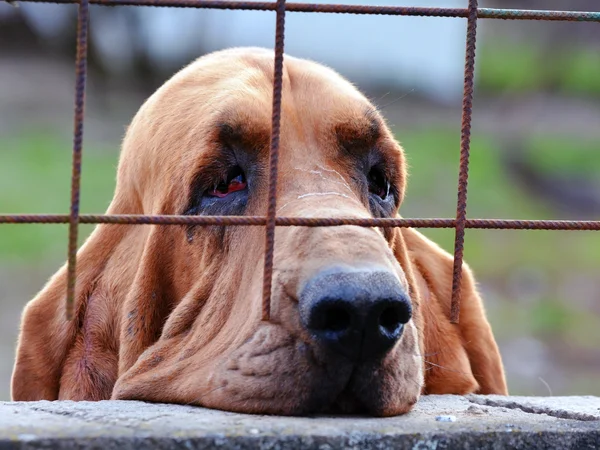 Sad dog behind bars