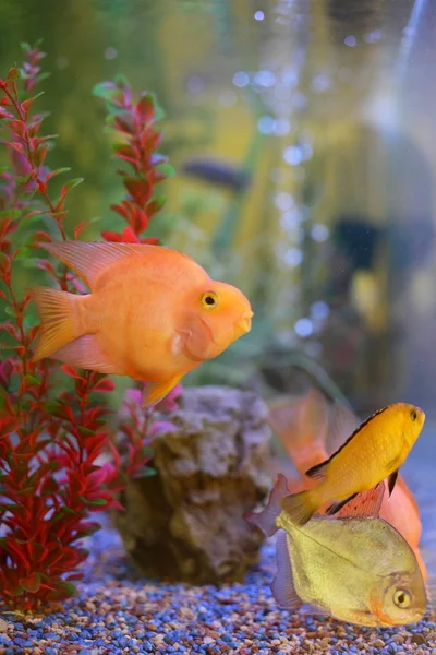 Aquarium tank close up with cute fish