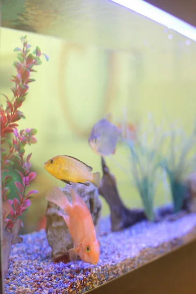 Aquarium tank close up with cute fish