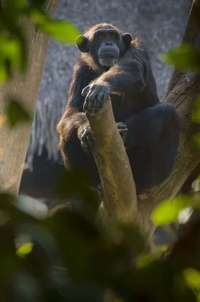 Chimpanzee on a tree