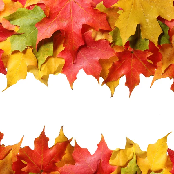 Maple leaves border with space for text. Colored autumn leafs isolated. Fall