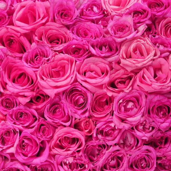 Hot Pink Roses Background