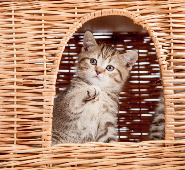 Funny little Scottish kitten inside wicker cat house