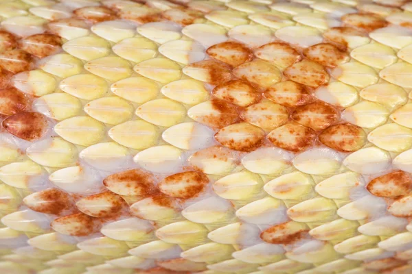 Snake skin macro