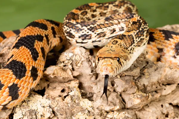 Snake tongue detail